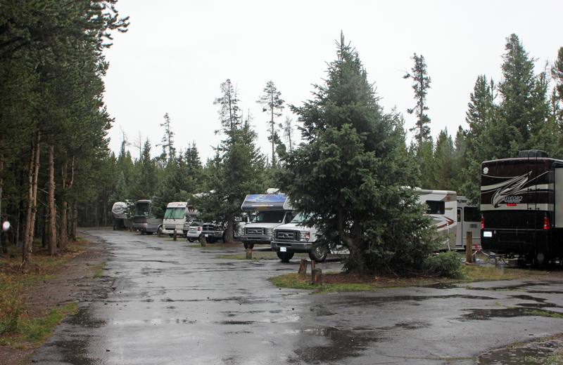 RVs parked at Fishing Bridge RV Park, Yellowstone